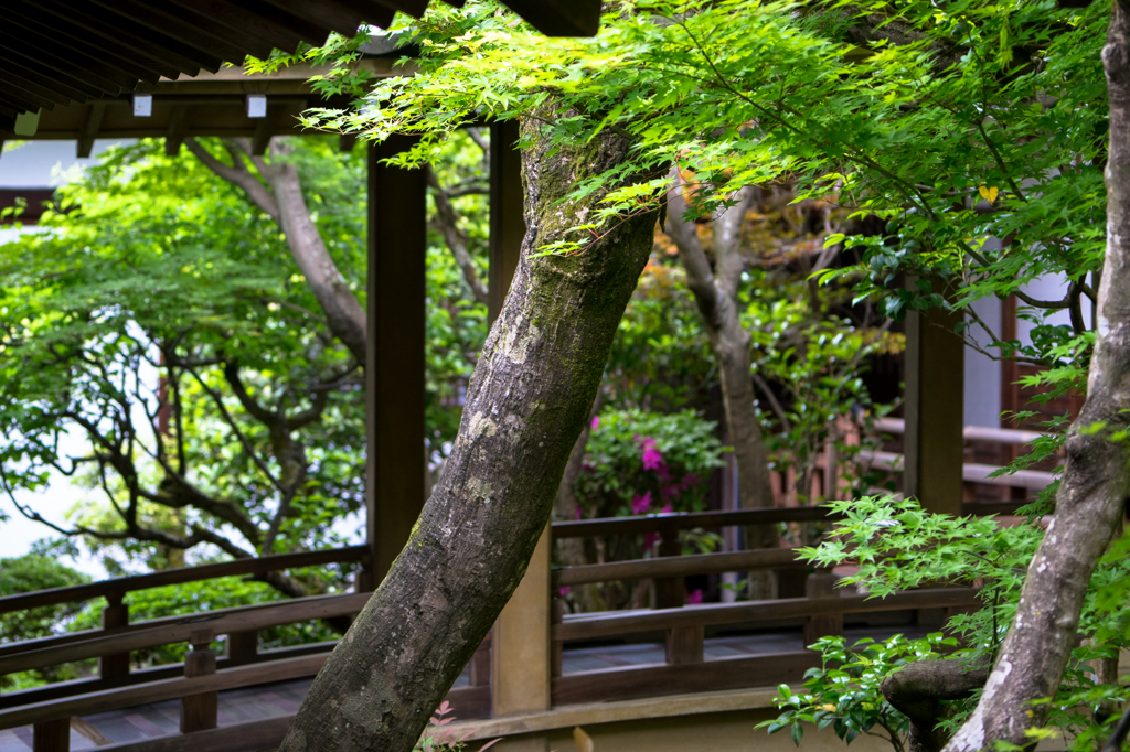 永観堂禅林寺 2