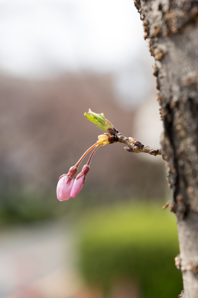 ゲスの蕾