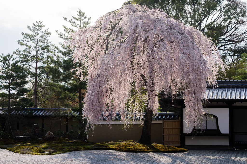 枝垂桜 （高台寺）