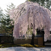 枝垂桜 （高台寺）