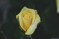 Hybrid tea