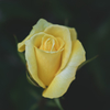 Hybrid tea