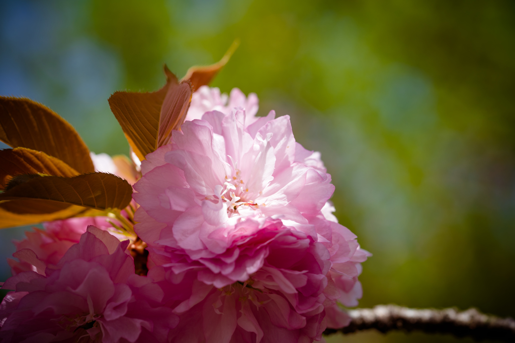 Cherry Tree Flowers