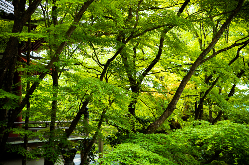 紅葉の永観堂 ～新緑のプロローグ～ 2