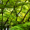 紅葉の永観堂 ～新緑のプロローグ～ 2