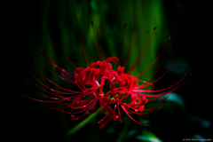 曼珠沙華