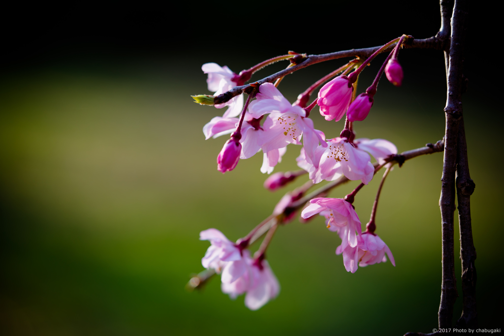 名も知らぬ枝垂桜