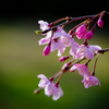 名も知らぬ枝垂桜