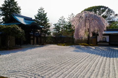 枝垂桜 （高台寺）