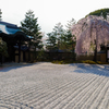 枝垂桜 （高台寺）