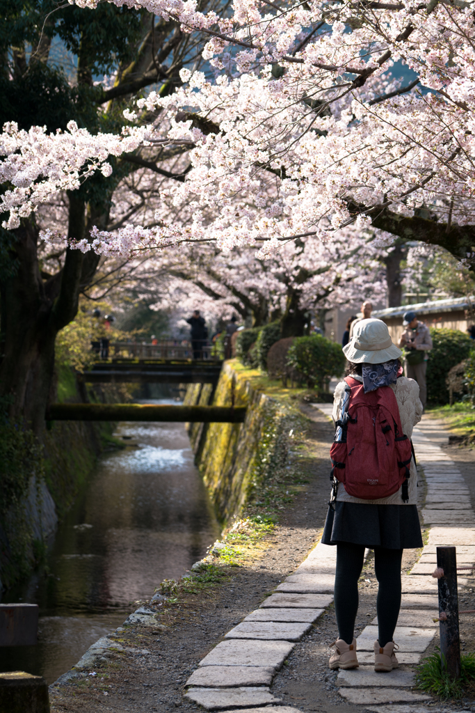 桜 2016 （哲学の道）