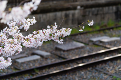 桜 2016 （蹴上インクライン）