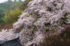 SAKURA 東大寺二月堂