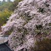 SAKURA 東大寺二月堂