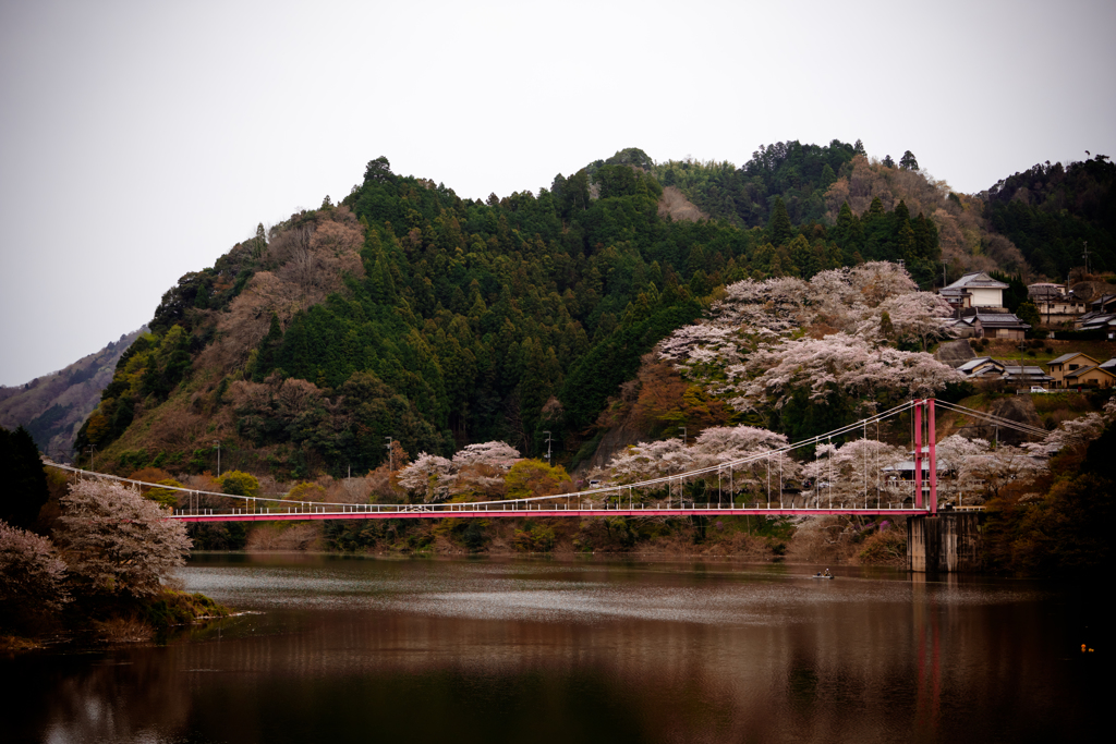 月ヶ瀬 八幡橋の畔