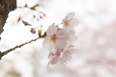 桜 2016 （大阪城公園）