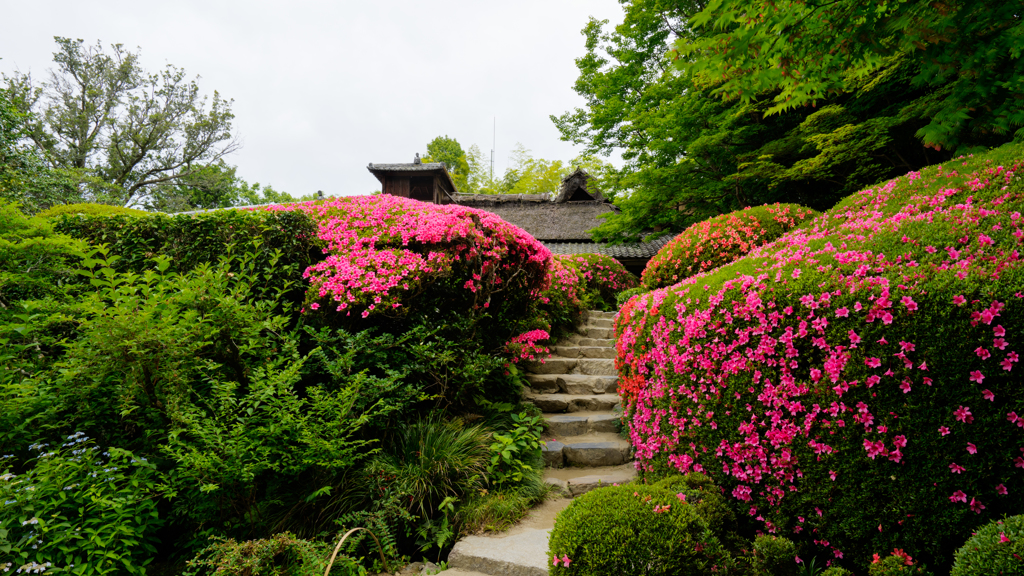 初夏の京都 詩仙堂（丈山寺） 2