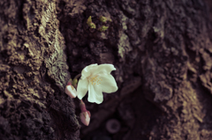 ぼっち桜