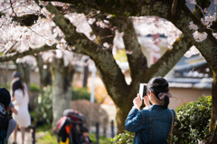 桜 2016 （哲学の道）