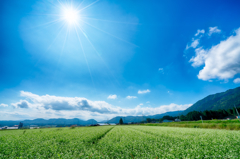 箱館山のそば畑