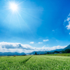 箱館山のそば畑