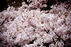 桜 2016 （大阪城公園）