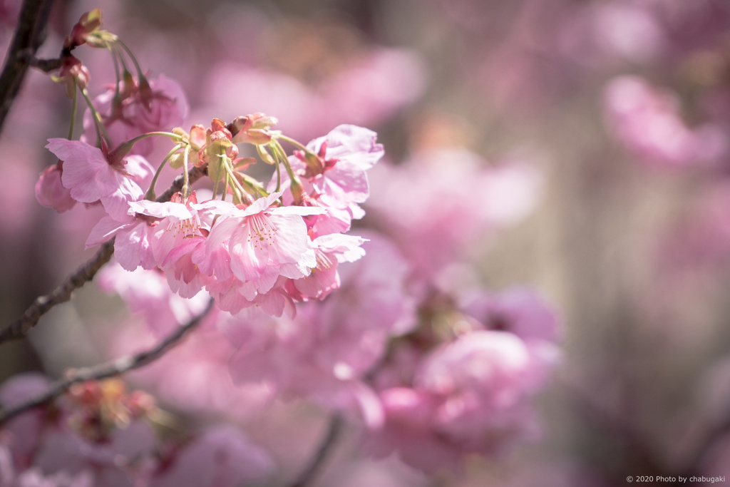 河津桜