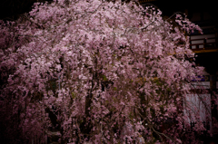 SAKURA 箕面 勝尾寺