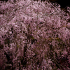 SAKURA 箕面 勝尾寺