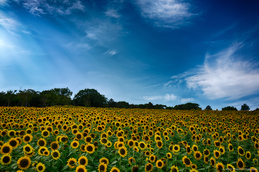 夏の定番