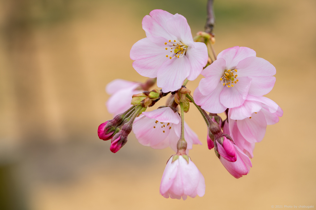 蝦夷山桜