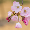 蝦夷山桜