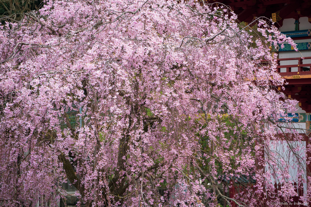 枝垂れ桜