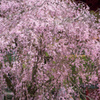 枝垂れ桜