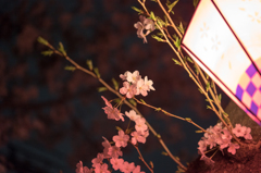 夜桜 2016 （中浜下水処理場）
