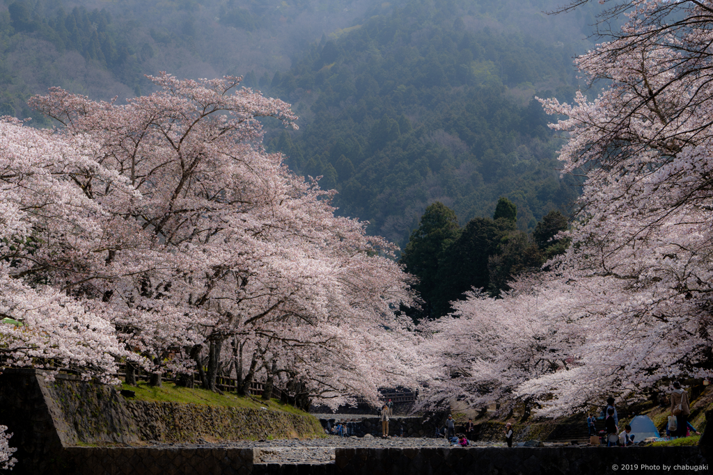 七谷川沿いの桜