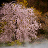 SAKURA 箕面 勝尾寺