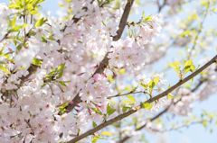 思川桜