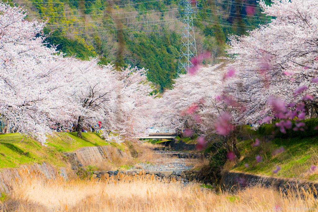 七谷川沿いの風景３