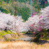 七谷川沿いの風景３