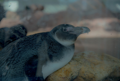 ペンギンさん