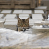 猫こっち凝視