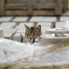 考える猫