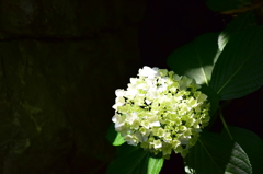 紫陽花