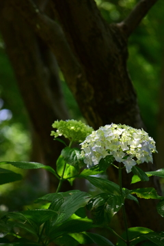 紫陽花