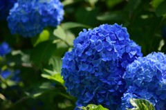 紫陽花