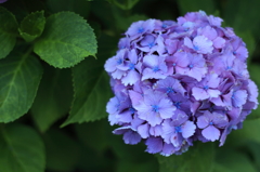 紫陽花。３