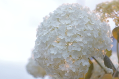 紫陽花。