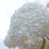 紫陽花。
