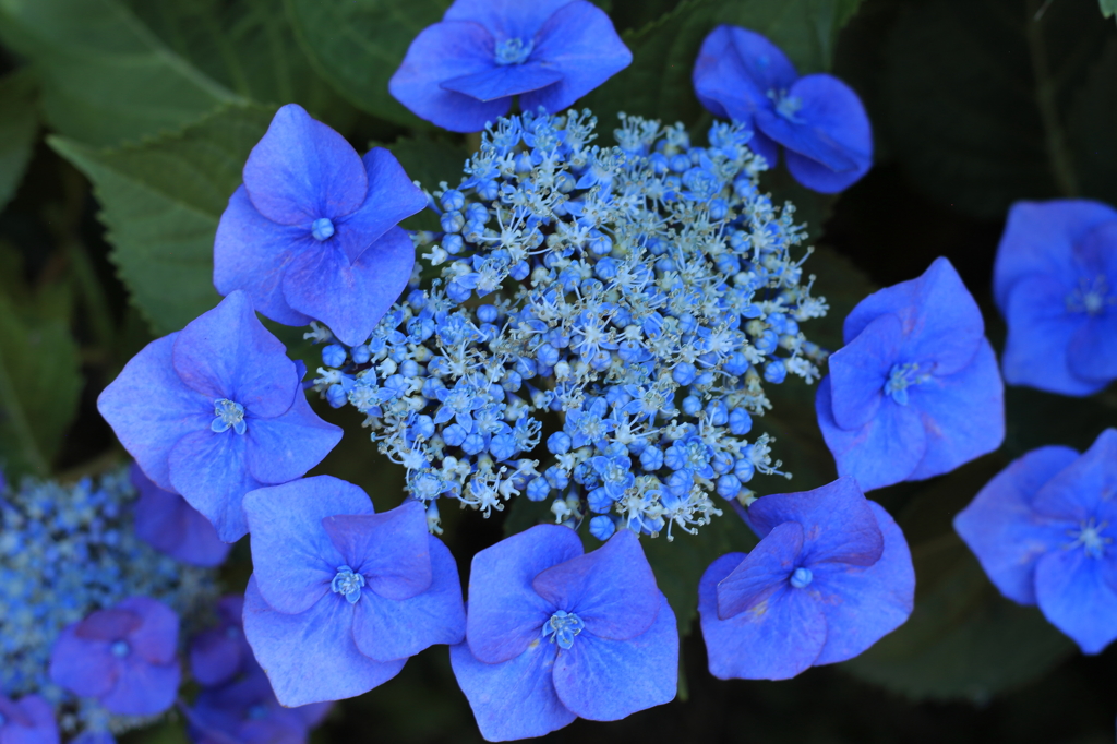 紫陽花。４